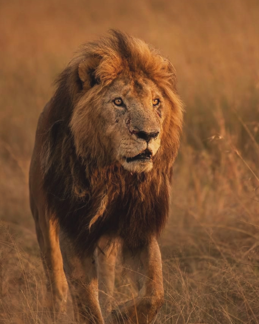 Masai Mara