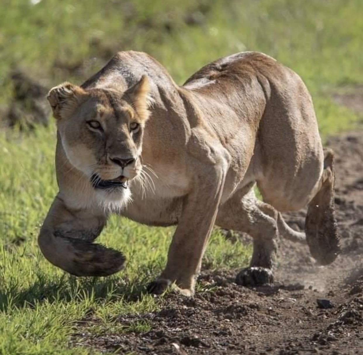 Amboseli