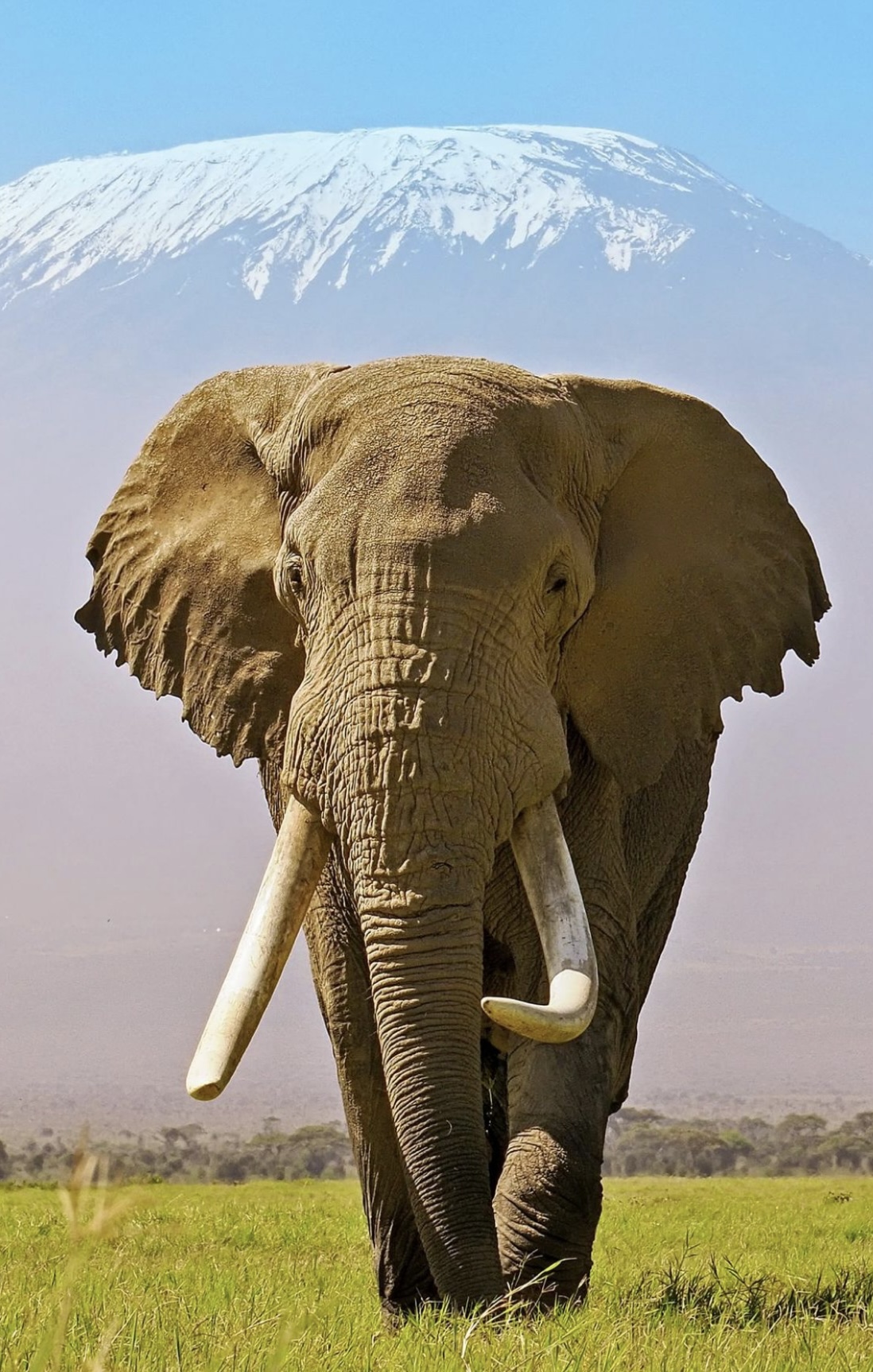 Amboseli 