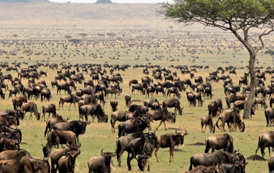 Masai Mara