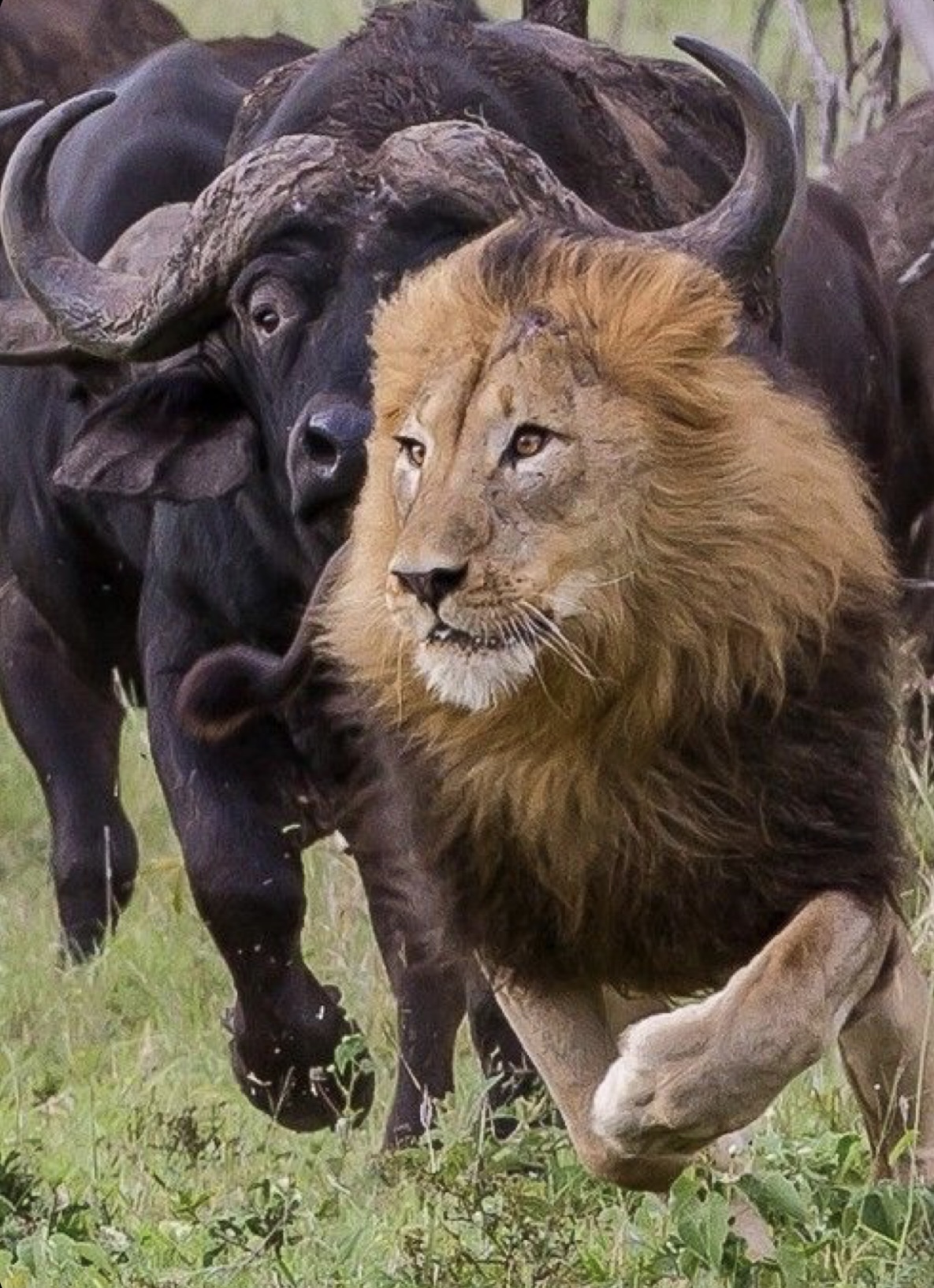 Masai Mara