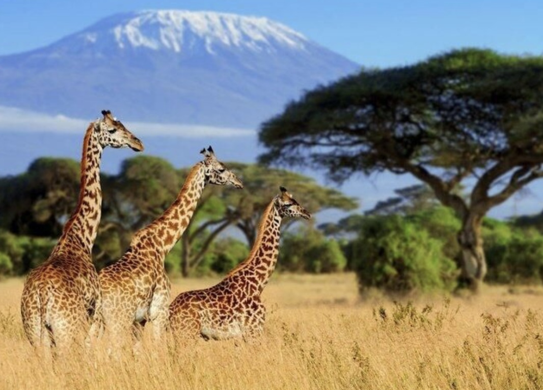 Amboseli