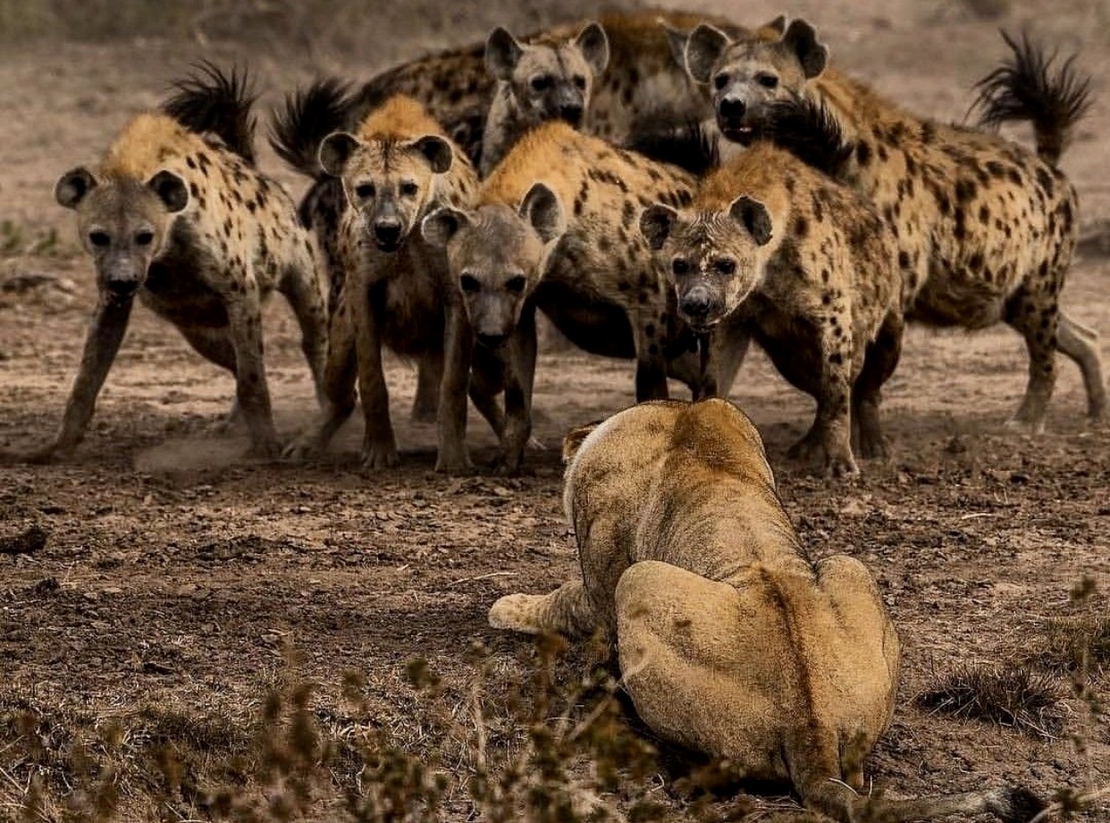 Masai Mara