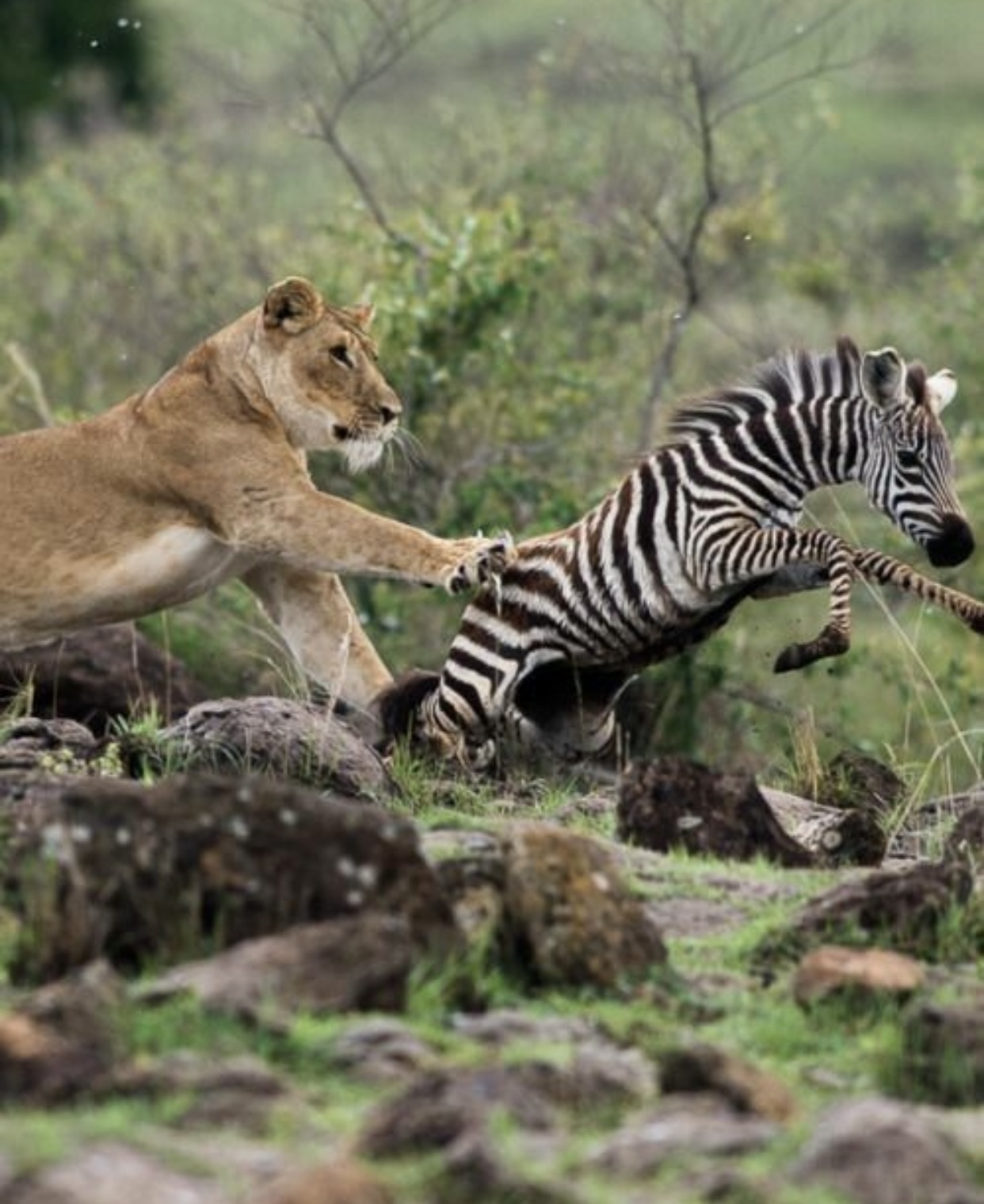 Amboseli