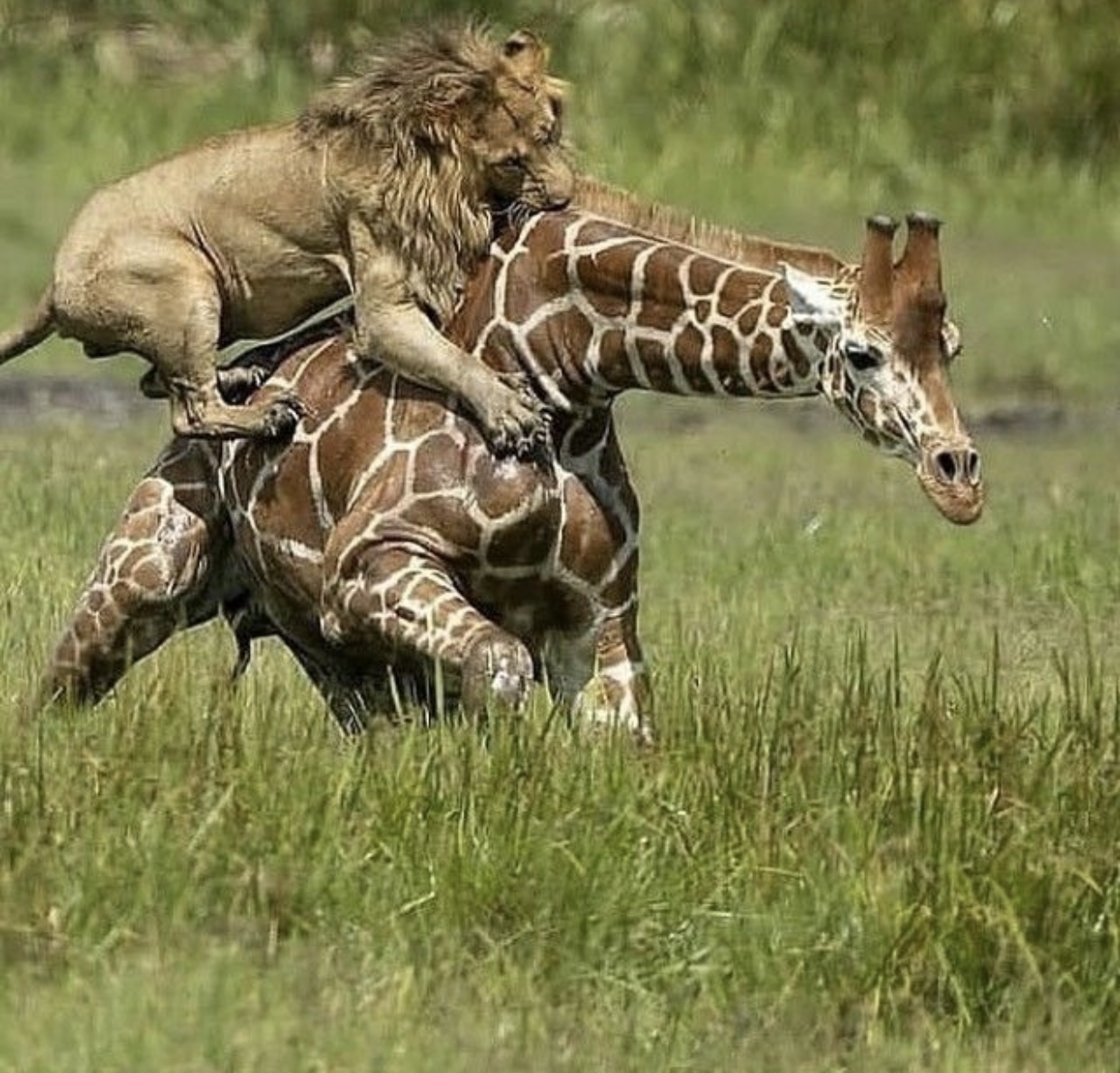 Masai Mara