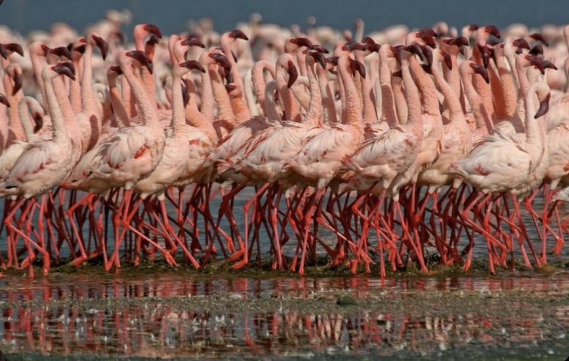 Lake Nakuru