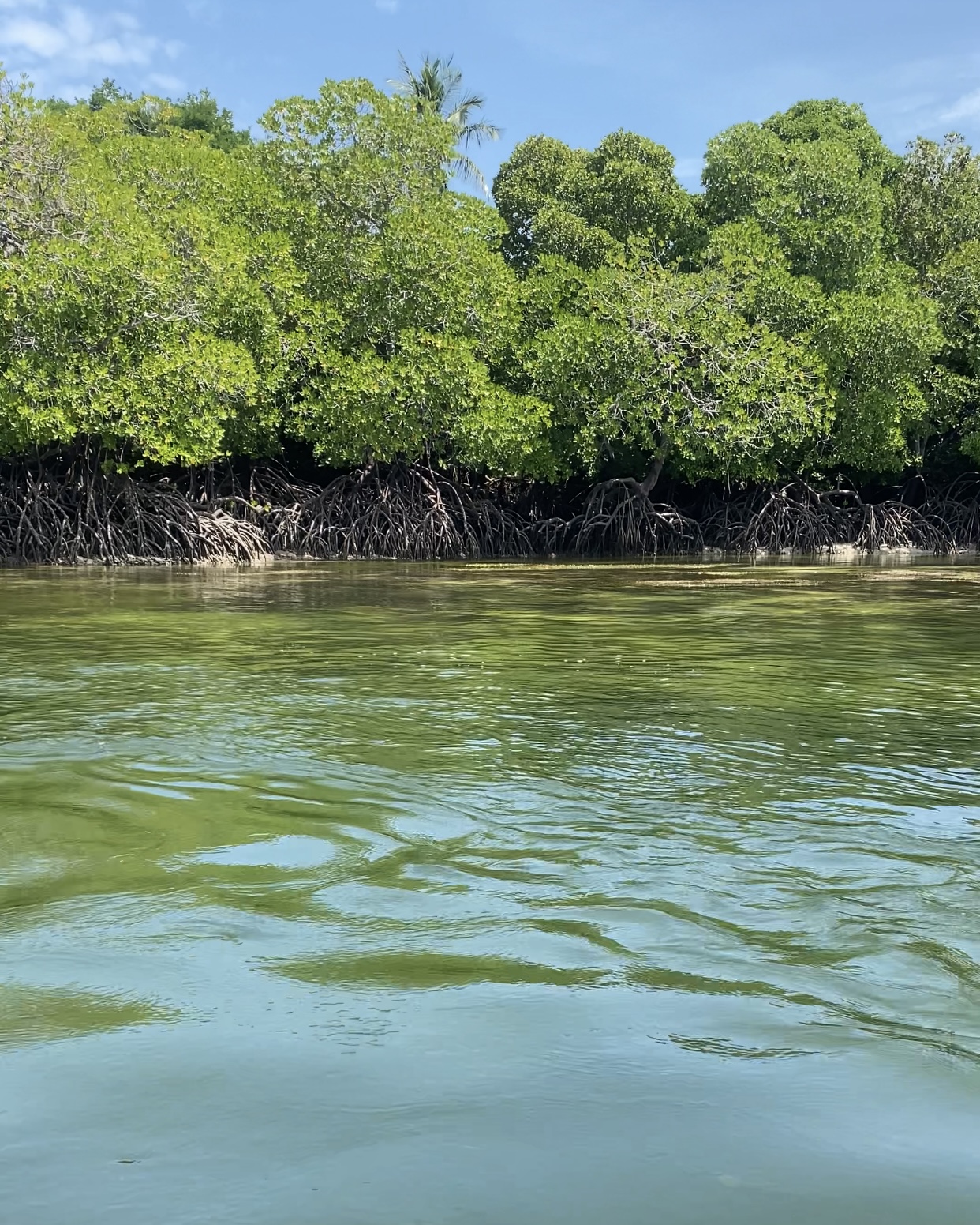 MANGROVE