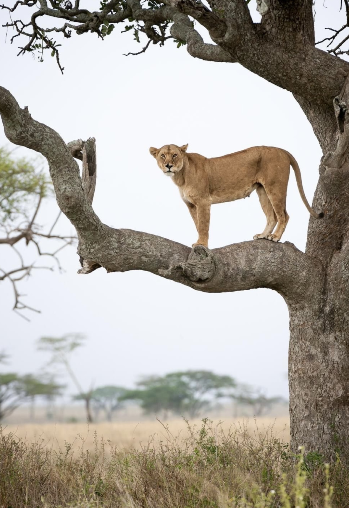 Masai Mara