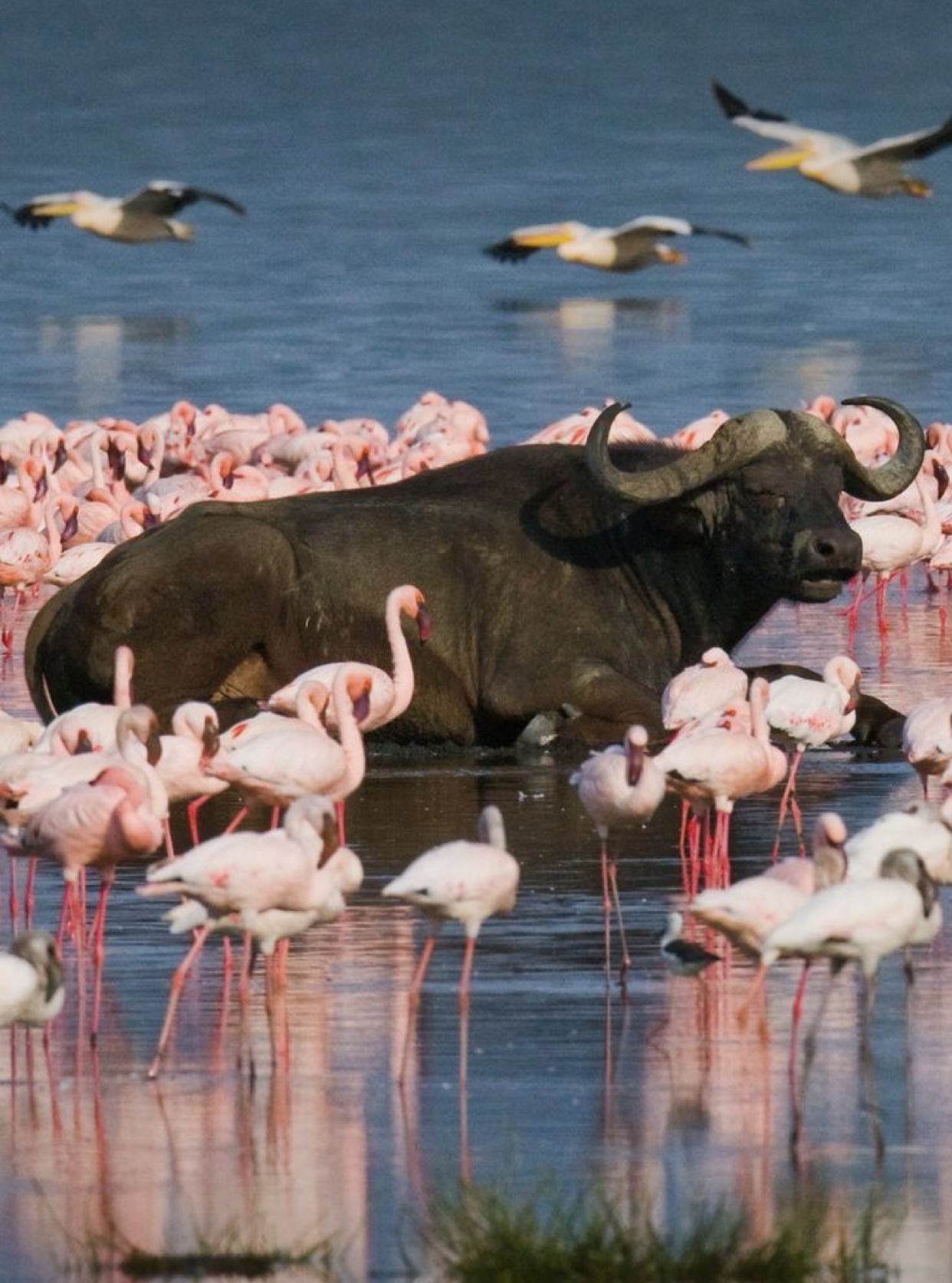 Lake Nakuru