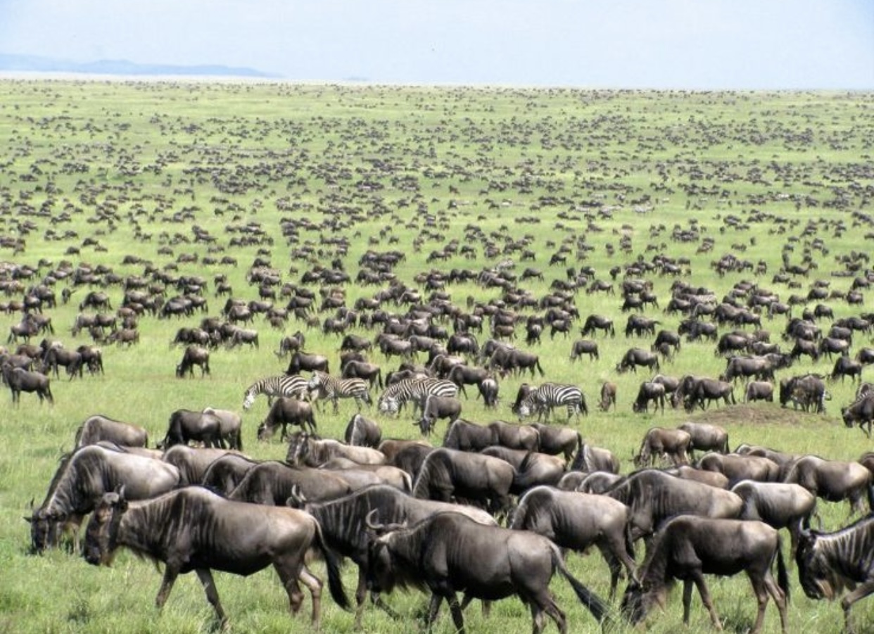 Masai Mara